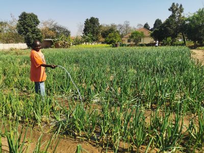 L'Arche Zimbabwe Horticulture