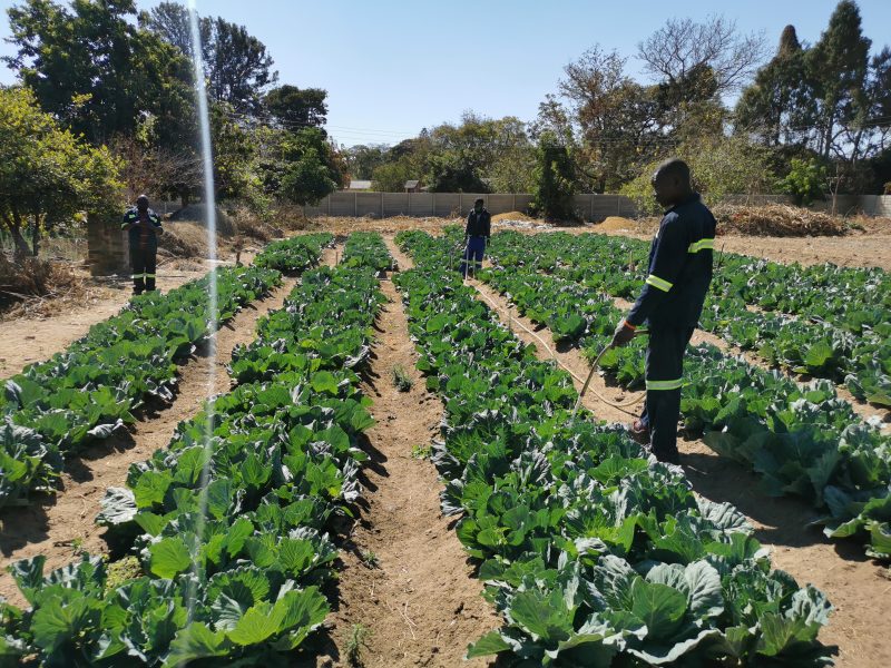 L'Arche Zimbabwe Horticulture