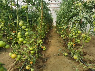L'Arche Zimbabwe Horticulture