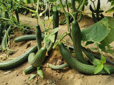 L'Arche Zimbabwe Horticulture